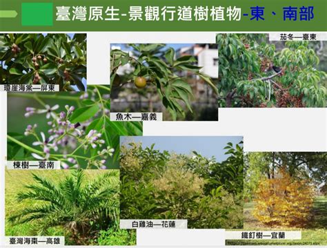 庭院植栽|林務局首度推薦106種園藝景觀用臺灣原生植物名錄